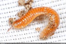 Attēlu rezultāti vaicājumam “Polyzonium germanicum”