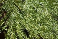 Attēlu rezultāti vaicājumam “Plagiothecium latebricola”