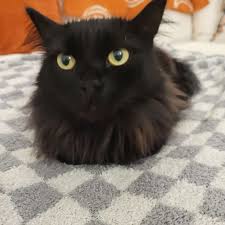 Image result for Black Cat Sac