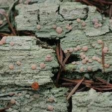 Attēlu rezultāti vaicājumam “Icmadophila ericetorum”