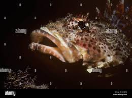 Image result for Myoxocephalus octodecemspinosus