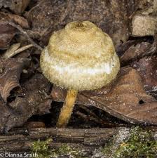 Attēlu rezultāti vaicājumam “Collybia tuberosa”