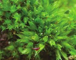 Attēlu rezultāti vaicājumam “Acaulon muticum sporophyte”