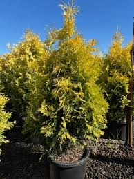 Attēlu rezultāti vaicājumam “Thuja plicata flower”