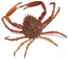 Image result for Maja brachydactyla