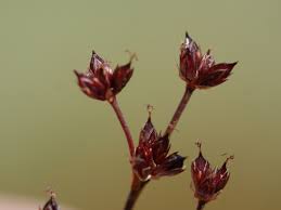 Attēlu rezultāti vaicājumam “Juncus articulatus”