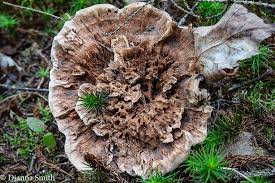 Attēlu rezultāti vaicājumam “Hydnellum sp.”