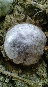 Attēlu rezultāti vaicājumam “Reticularia lycoperdon spores”