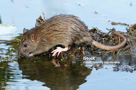 Attēlu rezultāti vaicājumam “Rattus norvegicus”