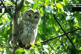 Attēlu rezultāti vaicājumam “Strix uralensis”