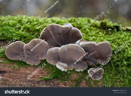 Attēlu rezultāti vaicājumam “Auricularia mesenterica”