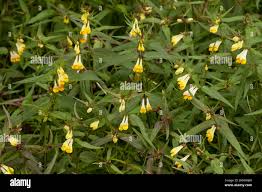 Attēlu rezultāti vaicājumam “Melampyrum pratense”