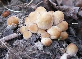 Attēlu rezultāti vaicājumam “Coprinus micaceus”