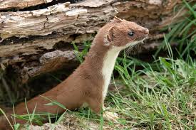 Attēlu rezultāti vaicājumam “Mustela nivalis adult”