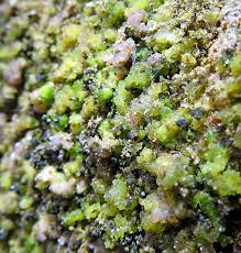 Attēlu rezultāti vaicājumam “Gloeocapsa rupestris”