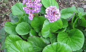Attēlu rezultāti vaicājumam “Bergenia crassifolia”