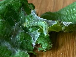 Attēlu rezultāti vaicājumam “Pandemis heparana”