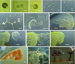Attēlu rezultāti vaicājumam “Didymium spongiosum plasmodium”
