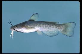 Image result for Platycephalus speculator