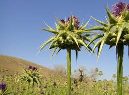 Image result for Silybum marianum