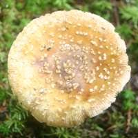 Attēlu rezultāti vaicājumam “Amanita regalis”