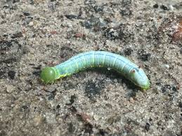 Attēlu rezultāti vaicājumam “Ptilodon capucina larva”