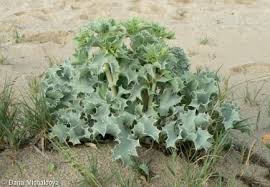 Attēlu rezultāti vaicājumam “Eryngium maritimum leaf”