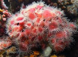 Image result for sea Anemone
