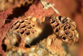 Attēlu rezultāti vaicājumam “Metatrichia vesparia stalked”