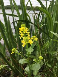 Attēlu rezultāti vaicājumam “Barbarea vulgaris subsp. arcuata fruit”