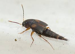 Attēlu rezultāti vaicājumam “Sepedophilus sp.”