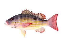 Image result for Lutjanus synagris