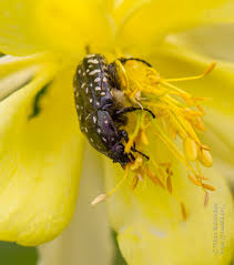Attēlu rezultāti vaicājumam “Oxythyrea funesta imago”