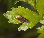 Attēlu rezultāti vaicājumam “Pammene rhediella”