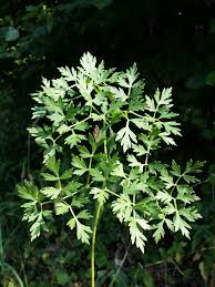 Attēlu rezultāti vaicājumam “Peucedanum oreoselinum leaf”