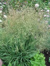 Attēlu rezultāti vaicājumam “Briza media bud”