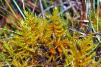 Attēlu rezultāti vaicājumam “Tomentypnum nitens”