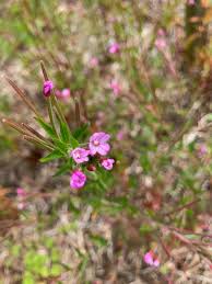 Attēlu rezultāti vaicājumam “Epilobium parviflorum”