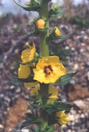 Attēlu rezultāti vaicājumam “Verbascum blattaria leaf”