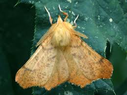 Attēlu rezultāti vaicājumam “Ennomos autumnaria”