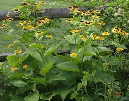 Image result for Telekia speciosa