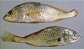 Image result for Micropogonias undulatus