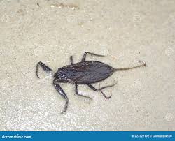 Attēlu rezultāti vaicājumam “Nepa cinerea imago”