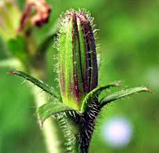 Attēlu rezultāti vaicājumam “Cichorium intybus flower”