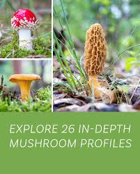 Attēlu rezultāti vaicājumam “Physarum ovisporum macro”