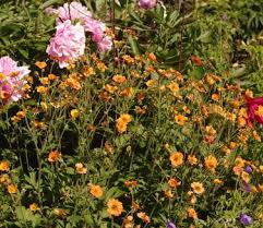 Attēlu rezultāti vaicājumam “Geum x intermedium flower”