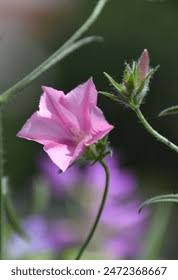 Attēlu rezultāti vaicājumam “Calystegia inflata flower”