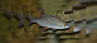 Image result for Rutilus rutilus