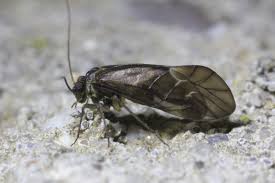 Attēlu rezultāti vaicājumam “Metylophorus nebulosus”