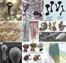 Attēlu rezultāti vaicājumam “Chaenotheca stemonea”